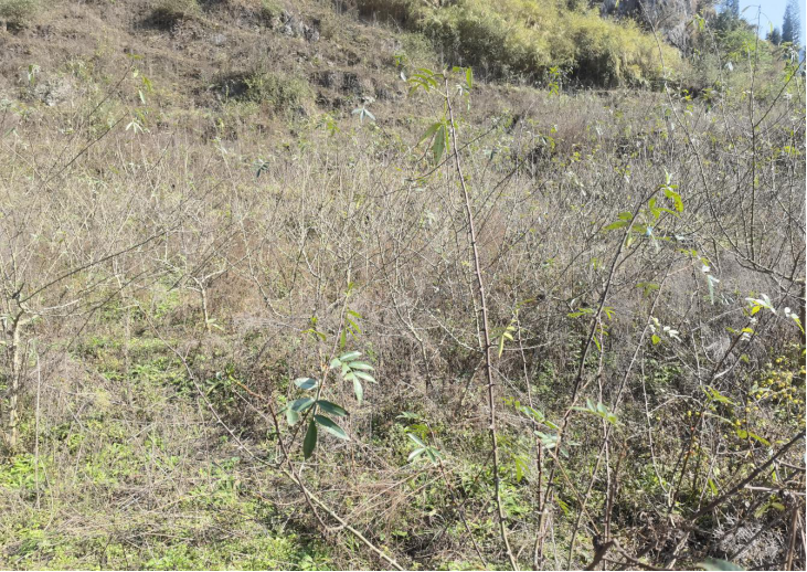 1644990252972458.png image.png