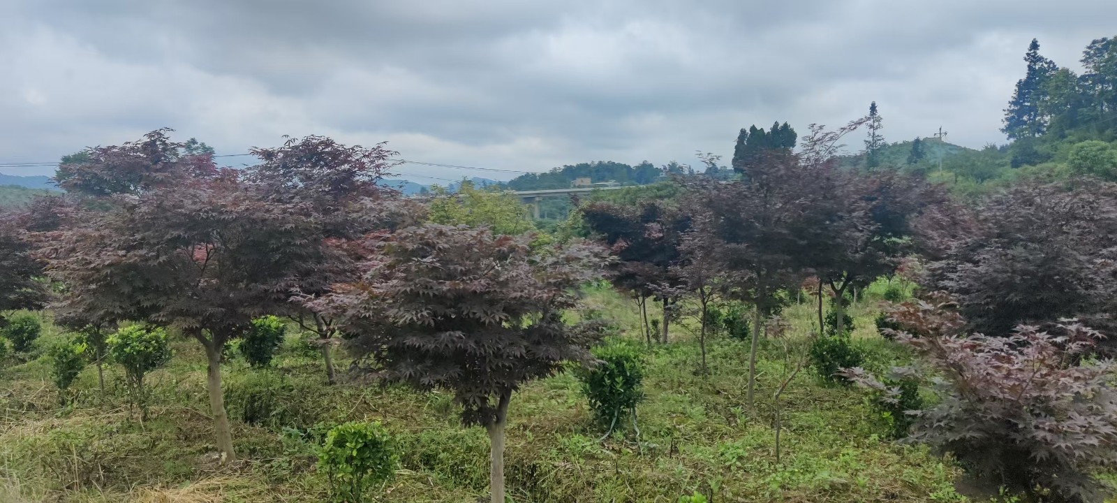 1758790770109134.jpg 圖片關鍵詞