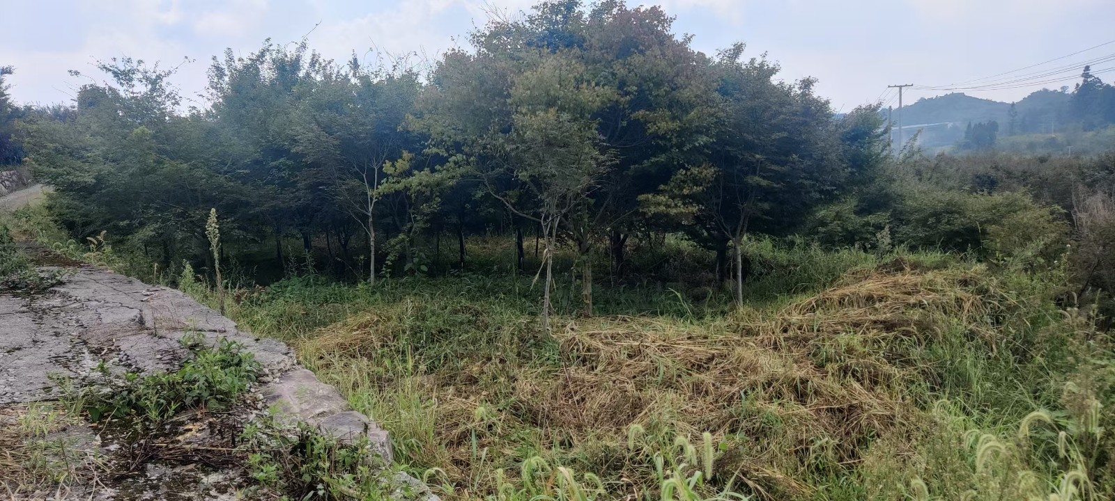 1758790770336569.jpg 圖片關鍵詞