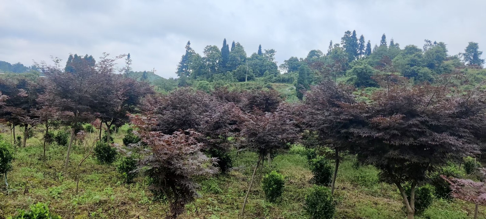 1758790770922512.jpg 圖片關鍵詞